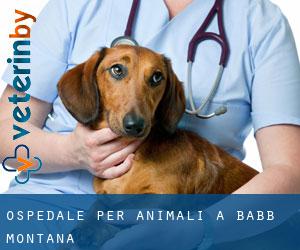 Ospedale per animali a Babb (Montana)