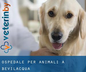 Ospedale per animali a Bevilacqua