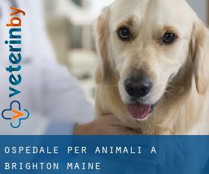 Ospedale per animali a Brighton (Maine)