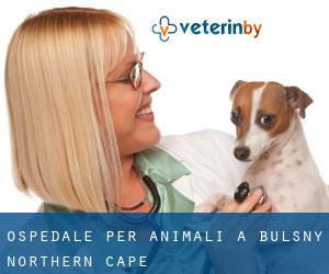 Ospedale per animali a Bulsny (Northern Cape)