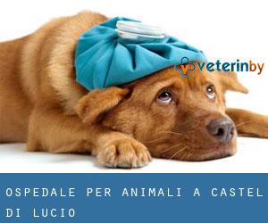 Ospedale per animali a Castel di Lucio