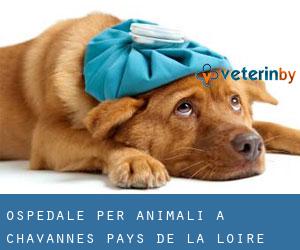 Ospedale per animali a Chavannes (Pays de la Loire)