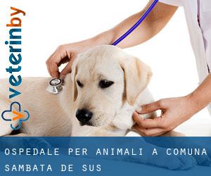 Ospedale per animali a Comuna Sâmbăta de Sus