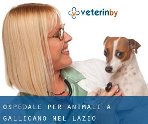 Ospedale per animali a Gallicano nel Lazio