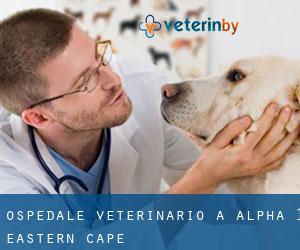 Ospedale Veterinario a Alpha (1) (Eastern Cape)