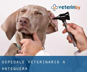 Ospedale Veterinario a Antequera