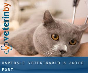 Ospedale Veterinario a Antes Fort