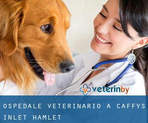 Ospedale Veterinario a Caffys Inlet Hamlet