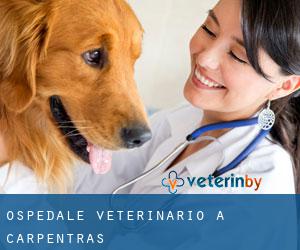 Ospedale Veterinario a Carpentras