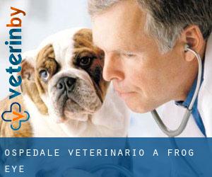 Ospedale Veterinario a Frog Eye