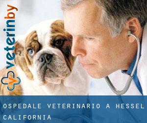 Ospedale Veterinario a Hessel (California)