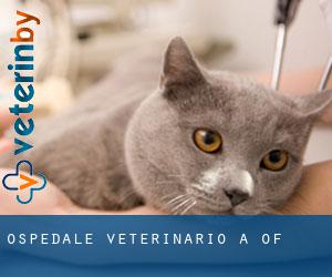 Ospedale Veterinario a Of