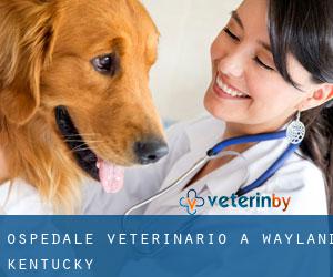 Ospedale Veterinario a Wayland (Kentucky)