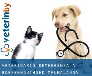 Veterinario d'Emergenza a Boekenhouthoek (Mpumalanga)