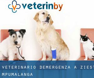 Veterinario d'Emergenza a Ziest (Mpumalanga)