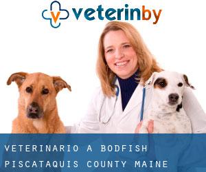 veterinario a Bodfish (Piscataquis County, Maine)