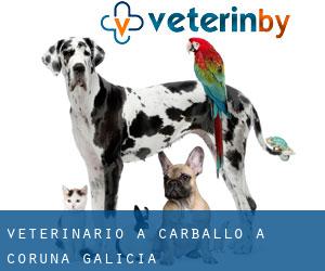 veterinario a Carballo (A Coruña, Galicia)