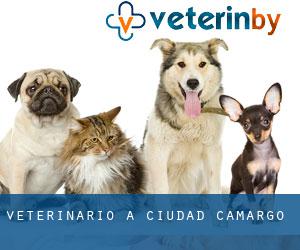 veterinario a Ciudad Camargo