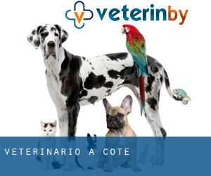 veterinario a Cote
