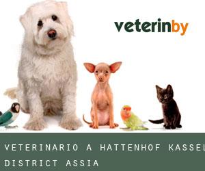 veterinario a Hattenhof (Kassel District, Assia)