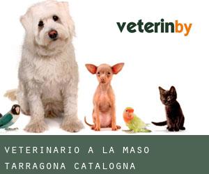 veterinario a la Masó (Tarragona, Catalogna)
