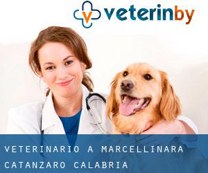veterinario a Marcellinara (Catanzaro, Calabria)